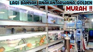 ARWANA GOLDEN MURAH‼️UPDATE HARGA ARWANA || PASAR IKAN HIAS JATINEGARA‼️