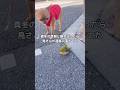 真冬の朝んぽに行ったら車や自転車がびゅんびゅん通る道に鳥さんが落ちてた #朝んぽ #鳥 #shorts