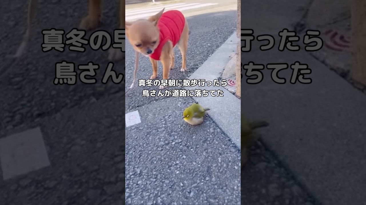 真冬の朝んぽに行ったら車や自転車がびゅんびゅん通る道に鳥さんが落ちてた #朝んぽ #鳥 #shorts