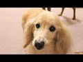 はしたない!舐める犬ミルク