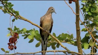 Birds Protect Baby Small in Nest #channel Lovely Birds #please Watch Videos #help Like & Subscribe #