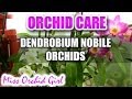 Orchid care - How to care for Dendrobium Nobile Orchids - watering, fertilizing, reblooming