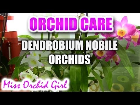 Video: Orchid dendrobium nobile: hemtjänst