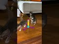 【超癒し】かわいさ爆発！おもちゃで遊ぶ子猫の姿がたまらなくカワイイ #shorts