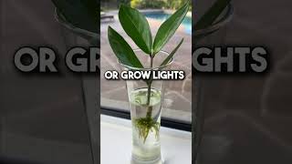 ZZ Water Propagation Care Tips. #zzplant #zzplants #stempropagation #zamioculcas #zamioculcaszamiifi