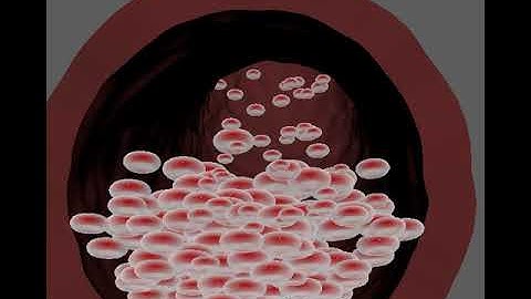 playblast camera 1 maya rbc flow