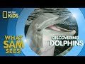 Dolphin Behavior and Communication