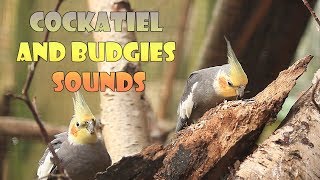 Happy Cockatiel, Budgerigar and Budgie Sounds, 30 Minutes Uninterrupted Aviary Sounds