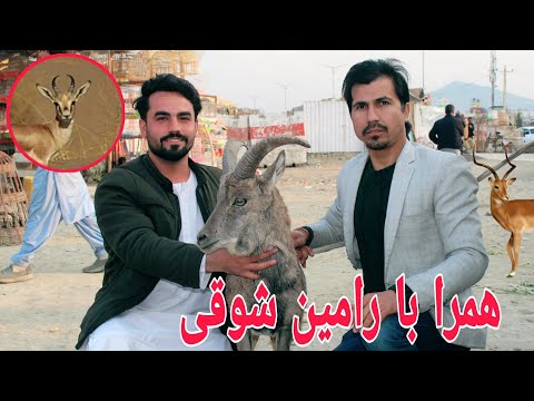 شوقی دلیل افزایش آهو در بازار های کابل چیست 