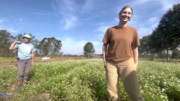 Part 3: Buckwheat broadcasting to termination (located in zone 9A/9B)