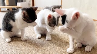 4匹で過ごす最後の日