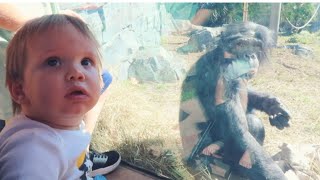 Samson's Birthday Vacation || Jacksonville Zoo and Gardens