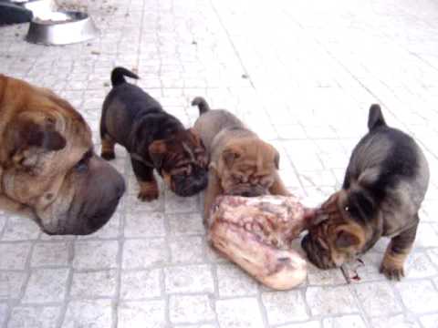 Sharpei das Chaquedas - Ninhada Maria e Balu 25.08.2009