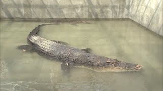 5.10m Long: Japan's Largest 