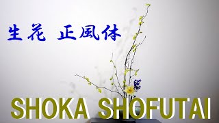 【生け花】「はじめての池坊いけばな入門」を参考に正風体を生けてみました【ikebana】The first shofutai/ikenobo/ primo shofutai/Shofutai/池野房