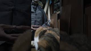 Meditating With a Cat: Session #63 {dry-catfood-sound meditation} by chang gyong 6 views 2 years ago 2 minutes