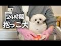 24時間抱っこされてないと生きていけないマルチーズ