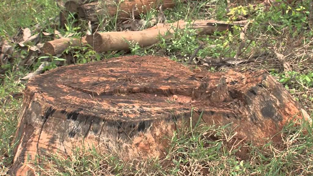 Karnataka Forests- Hebbevu_1