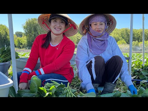 Video: Chợ nông sản tốt nhất ở Sacramento