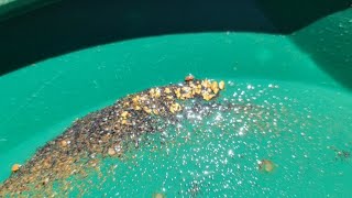 Arizona hot dry gold prospecting