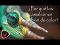 ¿Cómo los camaleones cambian de color?