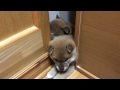 柴犬の５つ子 生後36日　せまいところがお好き