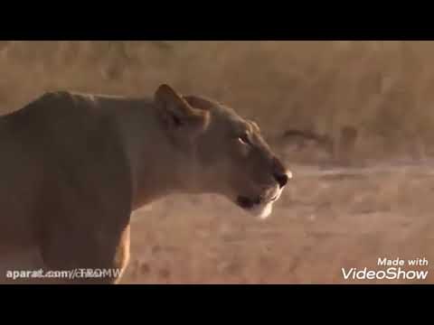 شیر ببر بوفالو جکوار پلنگ کلیپ زیبا و دیدنی از شکار گورخرها توسط شیر و کفتار و سگ وحشی