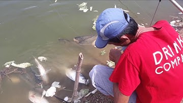 Ae câu cá mè tại Hồ ngũ phúc