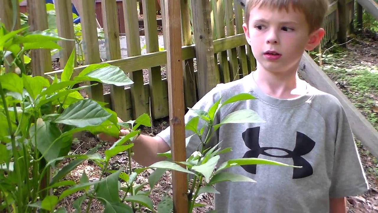 Backyard Vegetable Garden - YouTube