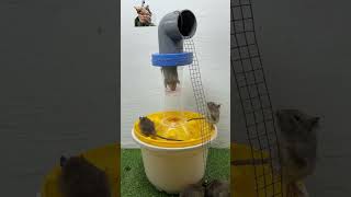 Mouse Trap, Lets Look At Effective Mouse Traps P5