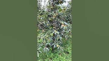 cách tăng thu nhập từ cây hồng giòn  #farmsangtao #honggion #honggionnhatban