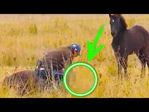 Парень спас дикую лошадь. Вы только посмотрите, как она его отблагодарила! Истории про животных