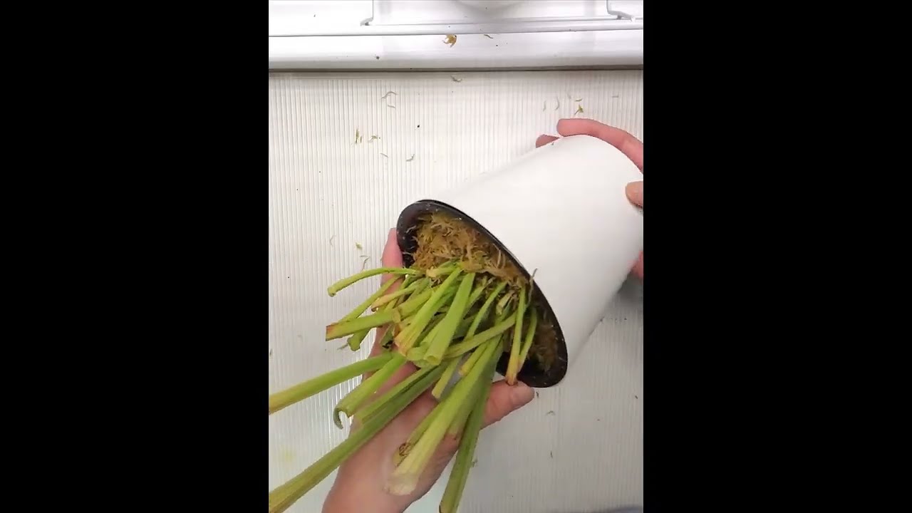 Пересадка хищников после зимовки.