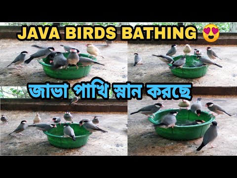 MY JAVA BIRDS BATHING🐦💦😍