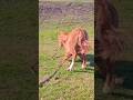 The little foal 🐴 has a sore leg / У небольшого жеребёнка 🐎 заболела ножка ++ #foal #horse #foals