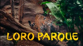 ЛОРО ПАРК ТЕНЕРИФЕ / LORO PARQUE 2020 | Касатки и Кисслинг ОТДЫХ НА КАНАРАХ ИСПАНИЯ | Tenerife blog