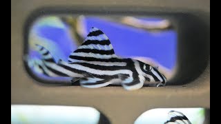 A Noob Mistake with the Zebra Pleco Tank 4K