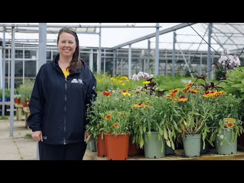 Video: Blanket Flower Companion Plants - Beste planten om te groeien met Gaillardia's