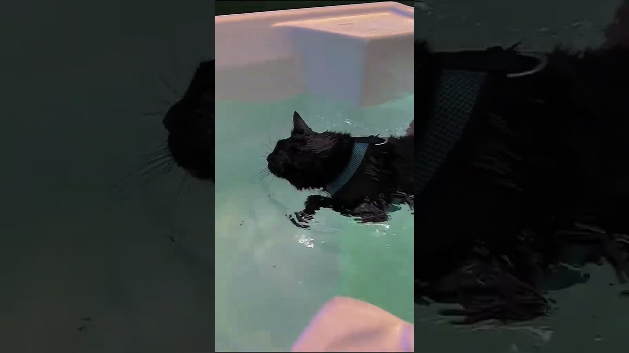  Fyp Foryou Cat Catsoftiktok 4