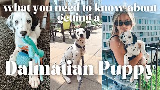 WHAT NO ONE TELLS YOU ABOUT GETTING A DALMATIAN PUPPY  Watch This Before You Get a Dalmatian