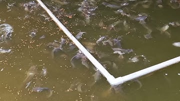 kết quả sau 1 tháng nuôi trê đồng trong bể xi măng