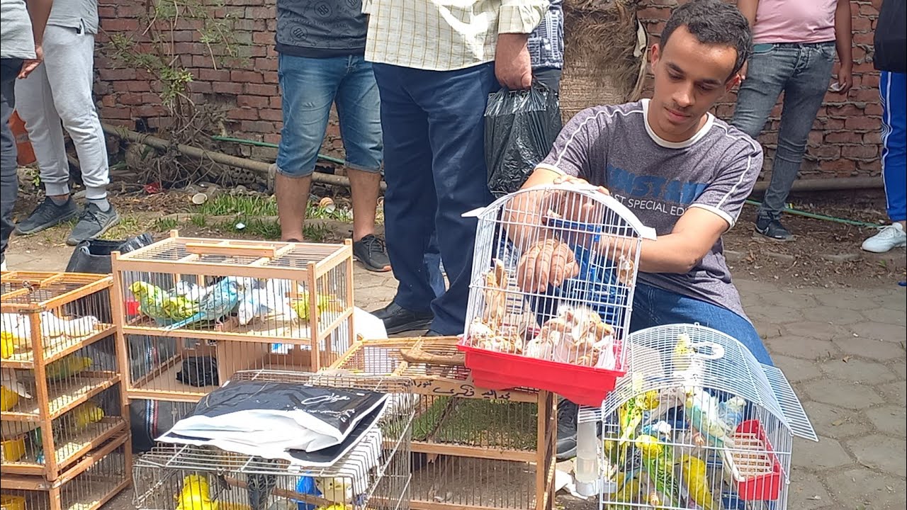 تقرير اسعار العصافير بأرقام اصحابها مباشر من سوق السيدة عائشة السبت ١٤ مايو الجزء الاول
