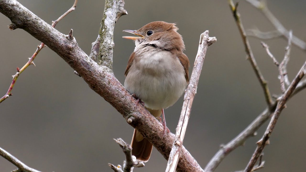 Nightingale Alarm Call. 4K 