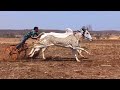 shubbu shukla ji seoni mp sikandar aur rustam bailjodi race | ox races | racing bulls in india