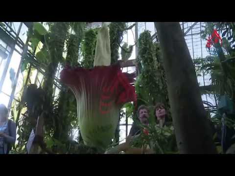فيديو: ما اسم اكبر زهرة في العالم