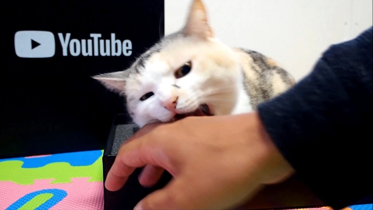 可愛い画像 The cat that protects the YouTube box from the owner