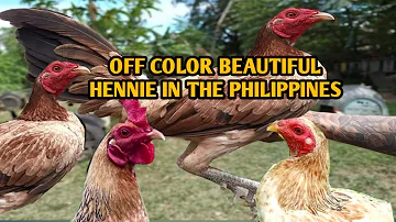 OFF COLOR BEAUTIFUL HENNIE'S IN THE PHILIPPINES