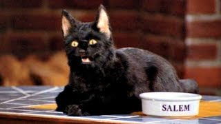Лучшие шутки кота Салема из «Сабрины - маленькой ведьмы»