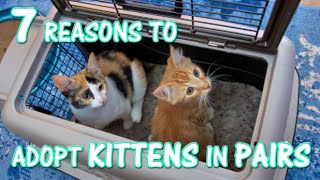 adopting kittens in pairs
