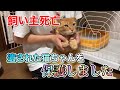 ご高齢の飼い主の急死により行き場のなくなった猫ちゃんを保護しました【We got a cat from dead owner】